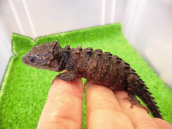 画像1: 美！　モトイカブトトカゲ　約１４cm　１