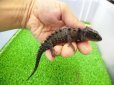 画像2: 美！　モトイカブトトカゲ　約１４cm　１ (2)