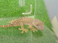 美！　トッケイヤモリ　約１８cm♀（完尾）　１