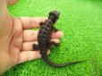 画像5: 美！　モトイカブトトカゲ　約１４cm　１