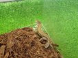 画像5: 美！　ニホンカナヘビ　約１４cm♂　１　 (5)