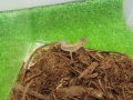 美！　ニホンカナヘビ　約１４cm♂　１　