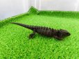画像6: 美！　モトイカブトトカゲ　約１４cm　１