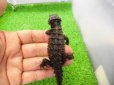 画像4: 美！　モトイカブトトカゲ　約１４cm　１