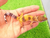 美！　ハイポタンジェリン（ヒョウモントカゲモドキ）　約１０cm　１