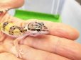 画像2: 美！　ハイイエロー（ヒョウモントカゲモドキ）　約１０cm　１ (2)