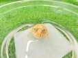 画像4: 美！　クランウェルツノガエル（アプリコット）　約３cm　１ (4)