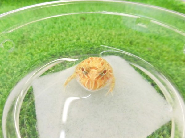 画像4: 美！　クランウェルツノガエル（アプリコット）　約３cm　１