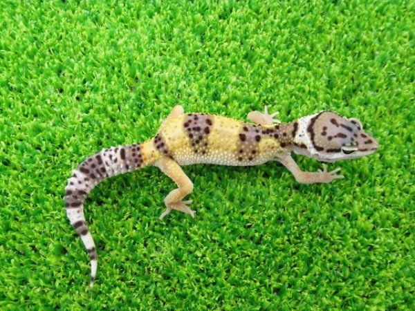 画像4: 美！　ハイイエロー（ヒョウモントカゲモドキ）　約１０cm　１