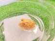 画像1: 美！　クランウェルツノガエル（アプリコット）　約３cm　１ (1)