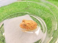 美！　クランウェルツノガエル（アプリコット）　約３cm　１