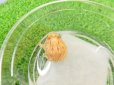 画像2: 美！　クランウェルツノガエル（アプリコット）　約３cm　１ (2)