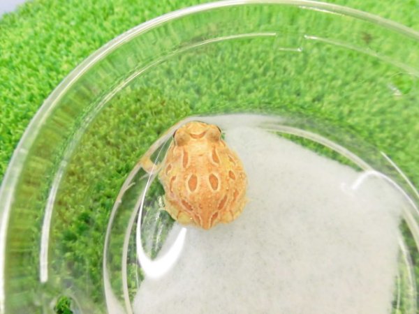 画像2: 美！　クランウェルツノガエル（アプリコット）　約３cm　１