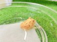 画像3: 美！　クランウェルツノガエル（アプリコット）　約３cm　１ (3)