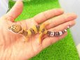 画像1: 美！　ハイイエロー（ヒョウモントカゲモドキ）　約１０cm　２ (1)
