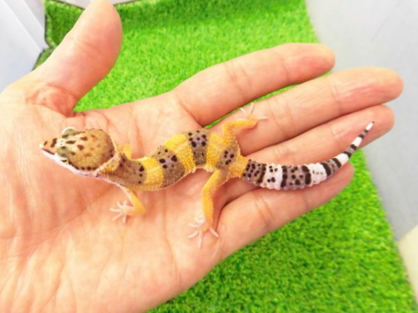 画像1: 美！　ハイイエロー（ヒョウモントカゲモドキ）　約１０cm　２