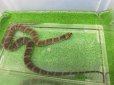 画像2: 美！　ヒロクチミズヘビ　約６０cm　１ (2)