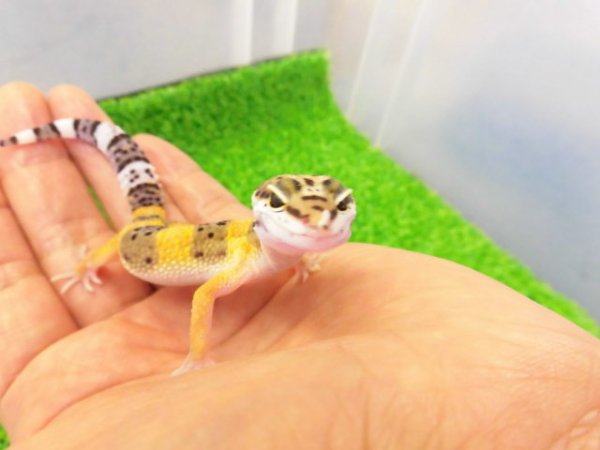 画像3: 美！　ハイイエロー（ヒョウモントカゲモドキ）　約１０cm　２