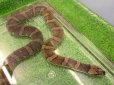 画像1: 美！　ヒロクチミズヘビ　約６０cm　１ (1)