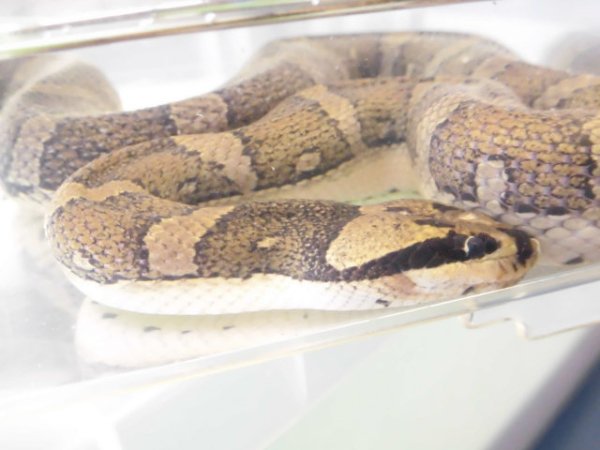 画像5: 美！　ヒロクチミズヘビ　約６０cm　１