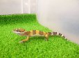 画像5: 美！　ハイイエロー（ヒョウモントカゲモドキ）　約１０cm　２ (5)