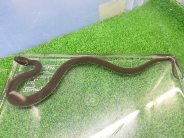 画像2: 美！　スジミズヘビ　約３０cm　１