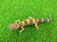 画像4: 美！　ハイイエロー（ヒョウモントカゲモドキ）　約１０cm　２ (4)