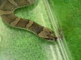 画像4: 美！　ヒロクチミズヘビ　約６０cm　１ (4)