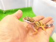 画像2: 美！　ハイイエロー（ヒョウモントカゲモドキ）　約１０cm　２ (2)