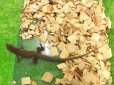 画像3: 美！　リーブスバタフライアガマ　約２０cm♀　１ (3)