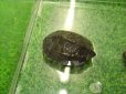 画像4: 美！　クサガメ　約４cm　 (4)