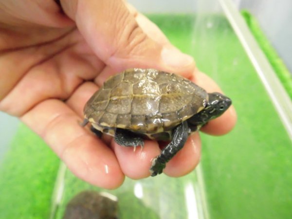 画像2: 美！　クサガメ　約４cm　