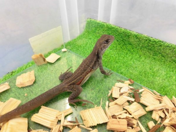 画像4: 美！　リーブスバタフライアガマ　約２０cm♀　１