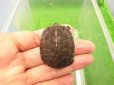 画像1: 美！　クサガメ　約４cm　 (1)