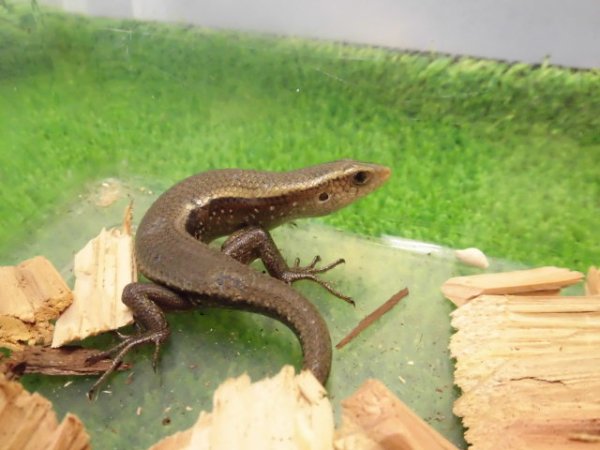 画像1: 美！　タテスジマブヤ　約１５cm　１