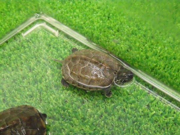画像3: 美！　クサガメ　約４cm　