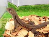 美！　リーブスバタフライアガマ　約２０cm♀　１
