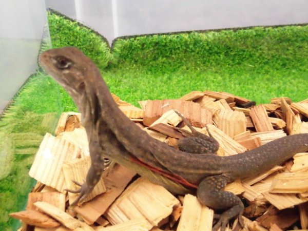 画像1: 美！　リーブスバタフライアガマ　約２０cm♀　１
