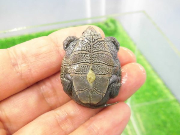 画像5: 美！　ノーザンダイヤモンドバックテラピン　約３.５ｃｍ　１