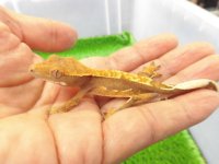 美！　クレステッドゲッコー（ピンストライプ）　約９cm １