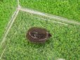 画像5: 美！　セイブニシキガメ　約２.５cm　２ (5)