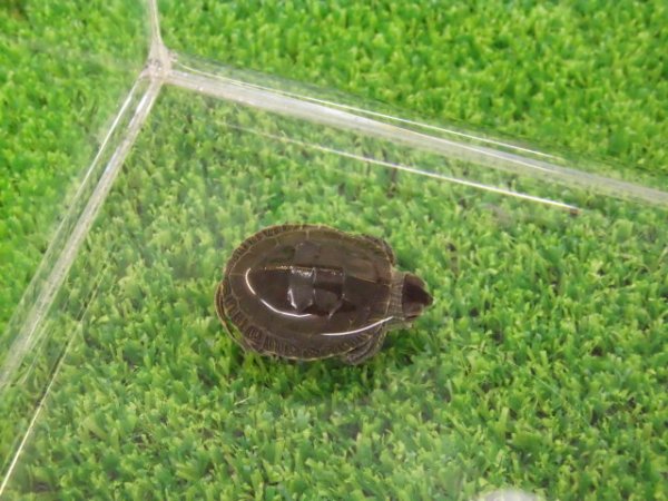 画像5: 美！　セイブニシキガメ　約２.５cm　２