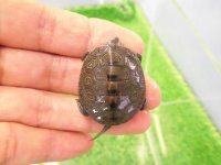 美！　ノーザンダイヤモンドバックテラピン　約３.５ｃｍ　１