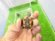 画像3: 美！　セイブニシキガメ　約２.５cm　１ (3)