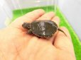画像2: 美！　セイブニシキガメ　約２.５cm　１ (2)