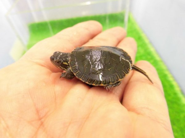 画像2: 美！　セイブニシキガメ　約２.５cm　１