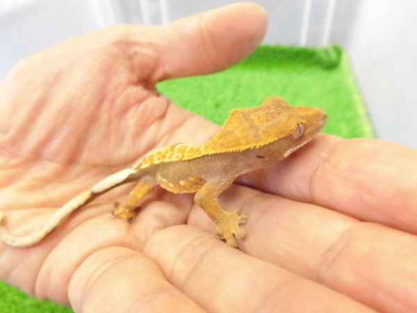 画像4: 美！　クレステッドゲッコー（ピンストライプ）　約９cm １