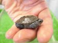 画像3: 美！　ノーザンダイヤモンドバックテラピン　約３.５ｃｍ　１ (3)