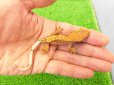 画像3: 美！　クレステッドゲッコー（ピンストライプ）　約９cm １ (3)