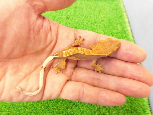 画像3: 美！　クレステッドゲッコー（ピンストライプ）　約９cm １